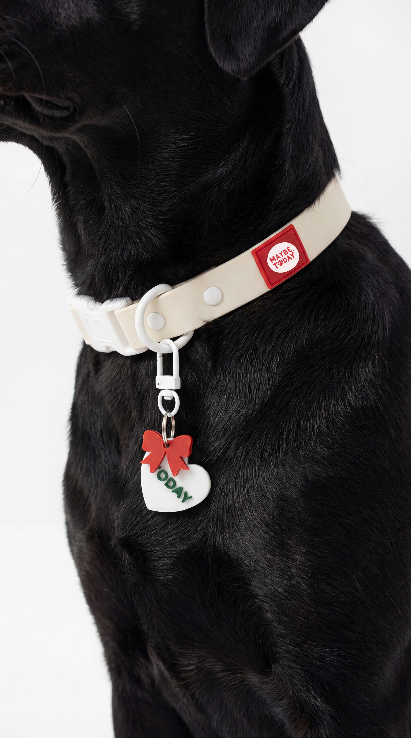 Personal Pet Tag - Basic