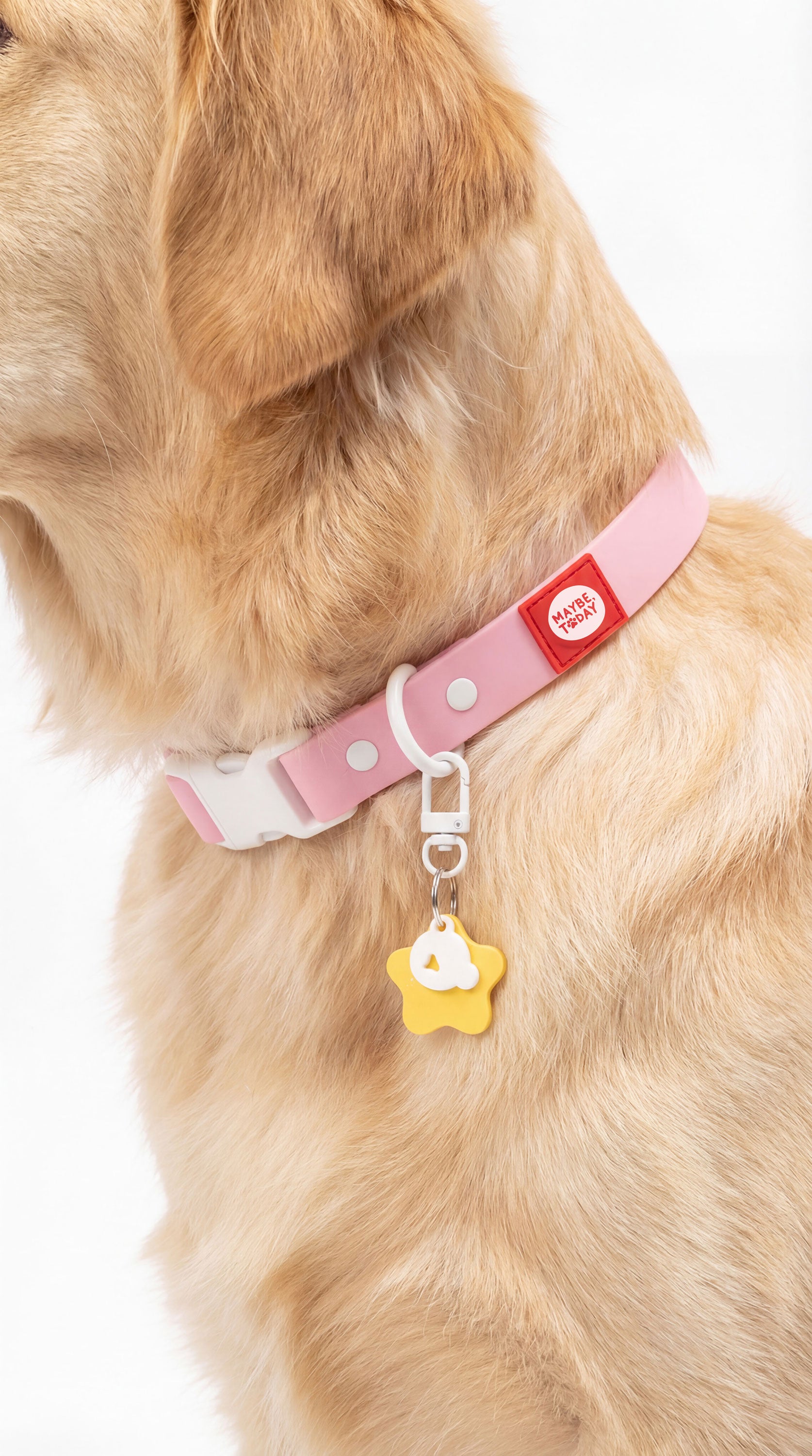 Personal Pet Tag - Basic