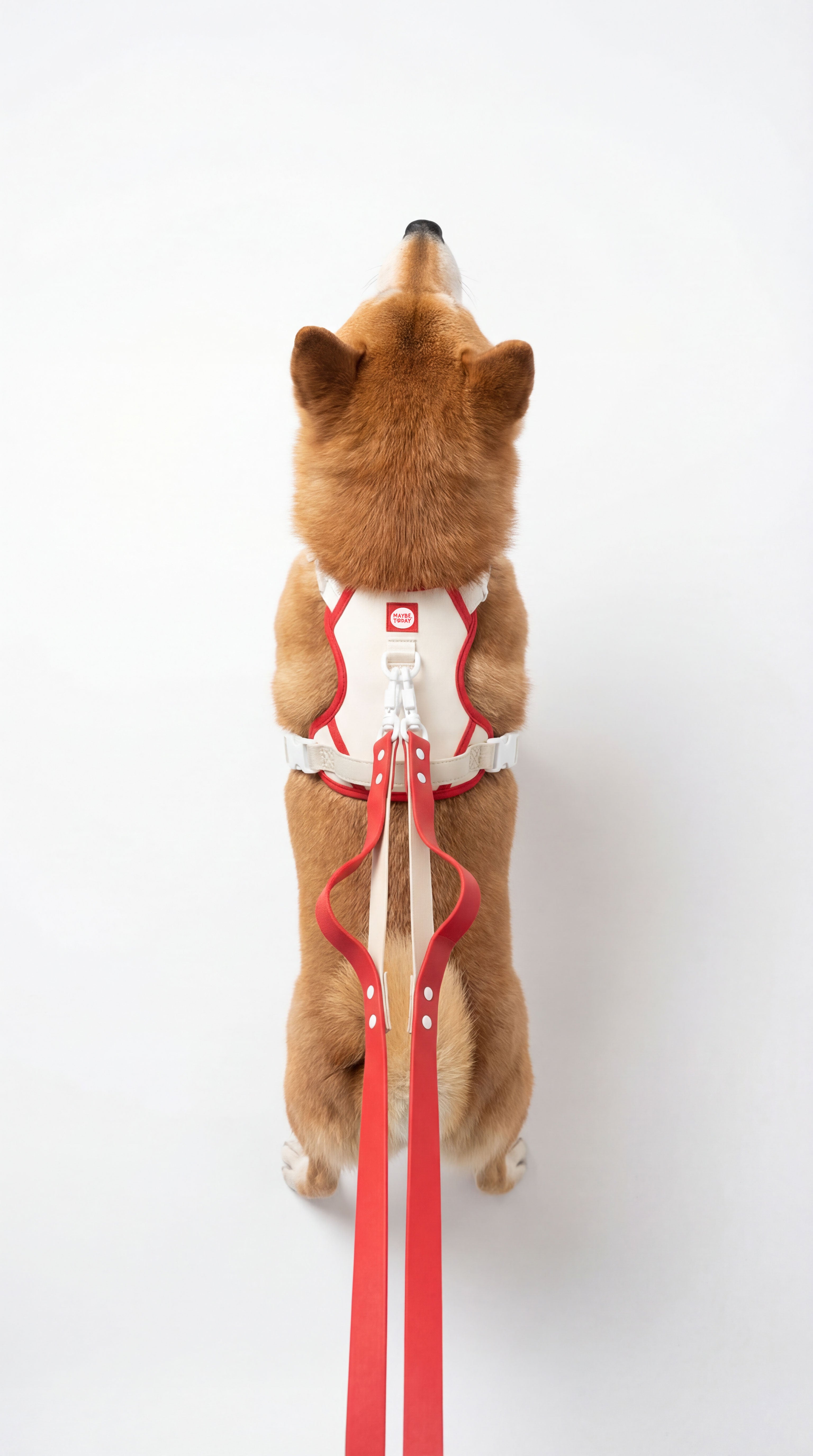 Hands-free Double Leash